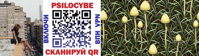 Псилоцибиновые грибы Psilocybe купить закладку Знаменск