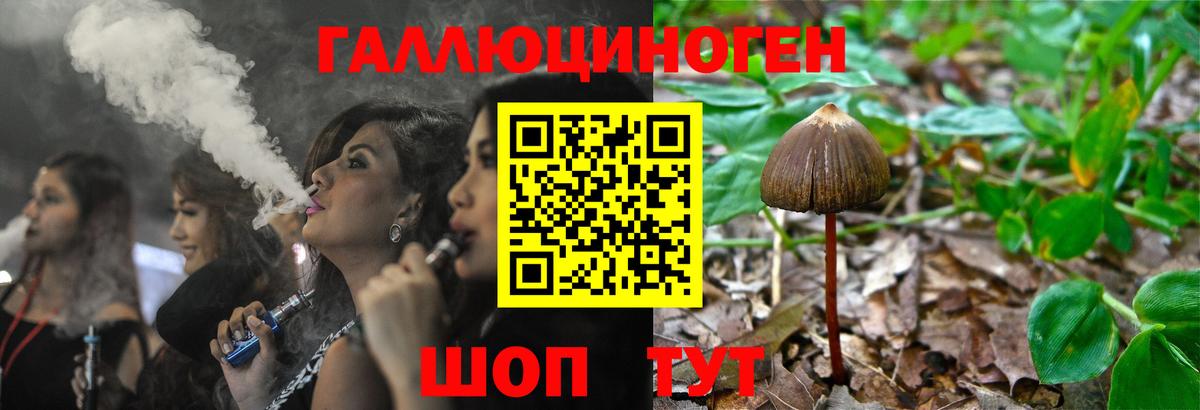 Псилоцибиновые грибы Psilocybe Знаменск